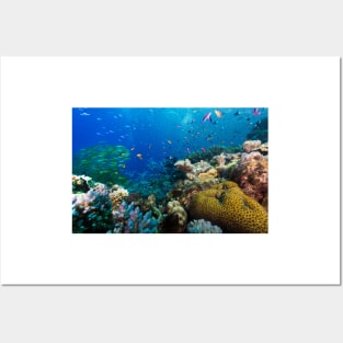 Great Barrier Reef Coral Wonderland Posters and Art